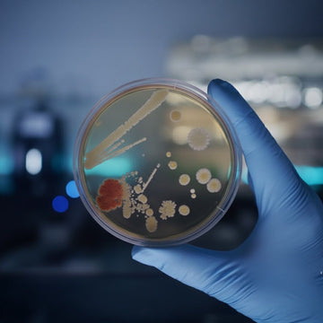 Lactobacillus Ferment Filtrate: The Quiet Power Behind Resilient Skin