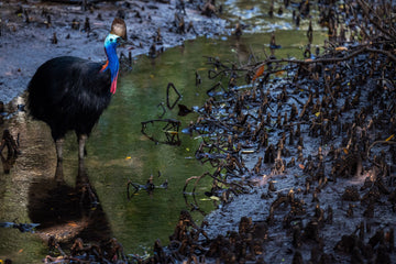 Cassowary stood in a shallow stream within the Daintree rainforest