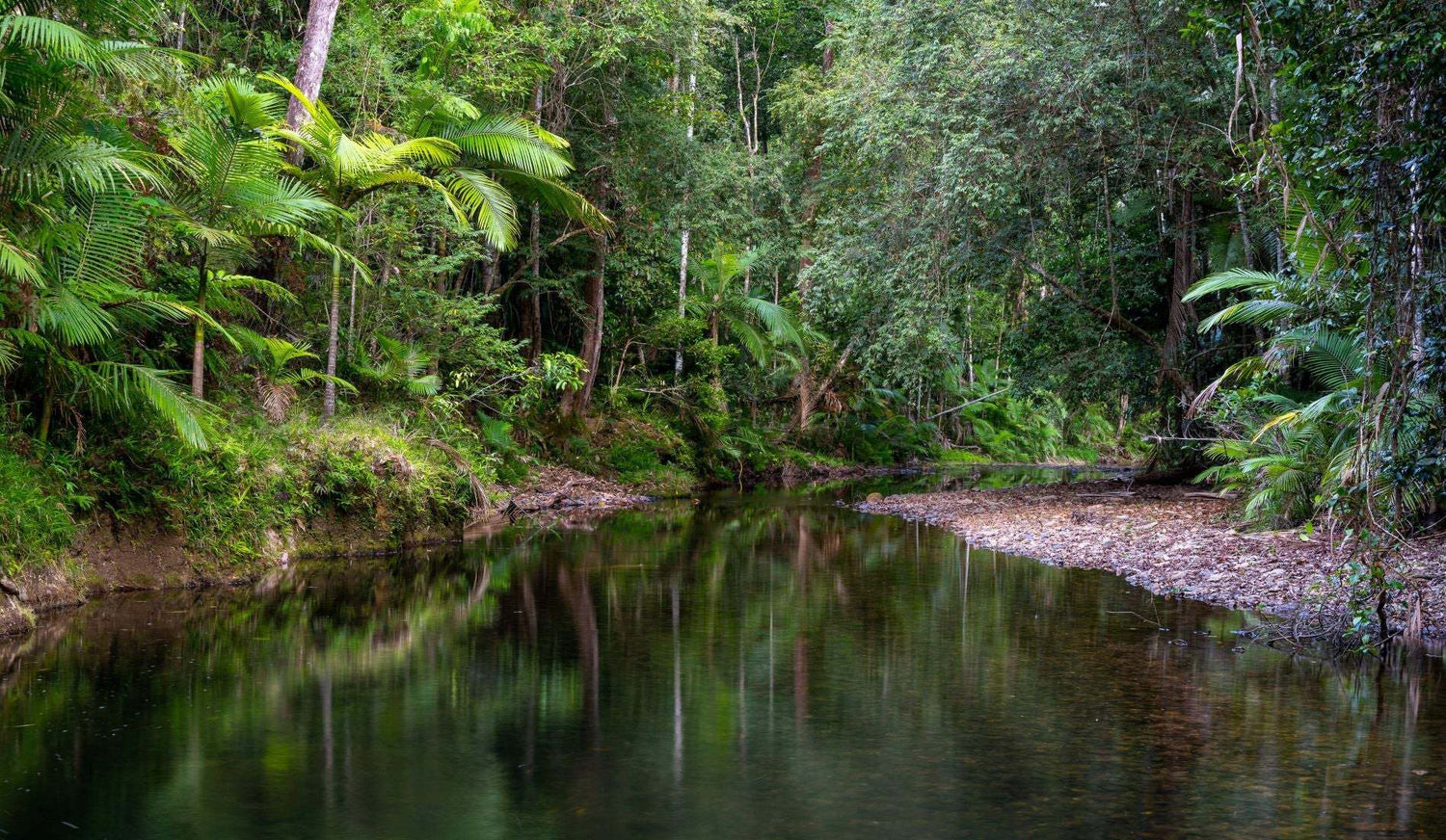 Peaceful river flowing through a lush green Daintree rainforest