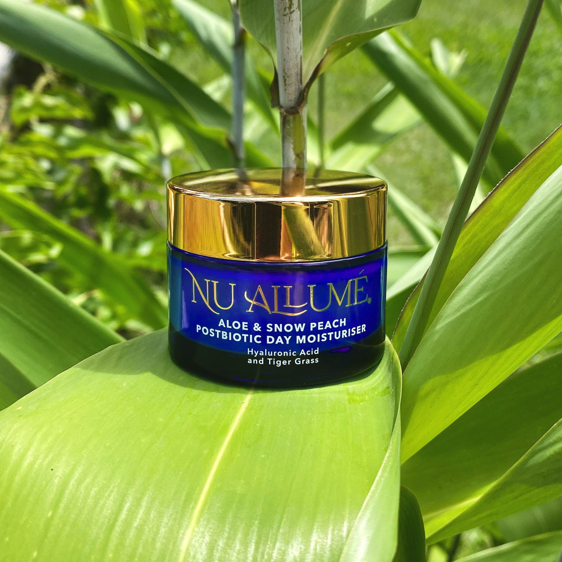 Jar of Nu Allume Aloe and Snow Peach Postbiotic Day Moisturiser on a green Tiger Grass leaf with a natural background