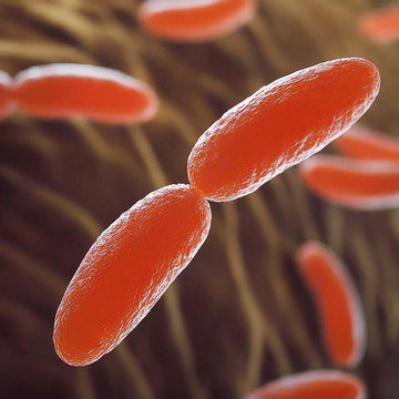 Representative image of red probiotic cells on a brown background as if seen at a microscopic level