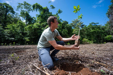 Person planting a tree in a forested area